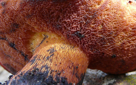 Classificazione di un boleto